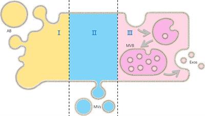 The Role of Extracellular Vesicles in Embryo Implantation